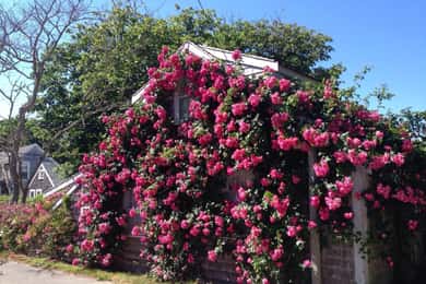 Nantucket: Historical Landmarks Sightseeing Bus Tour