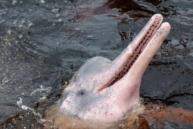 Manaus: Canoeing, River Dolphins, Native Tribes and Food