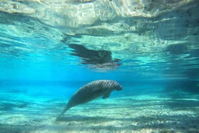 Crystal River: Small-Group Manatee Snorkeling Tour