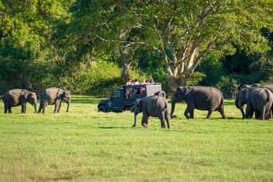 Minneriya: Minneriya National Park Half Day Private Safari