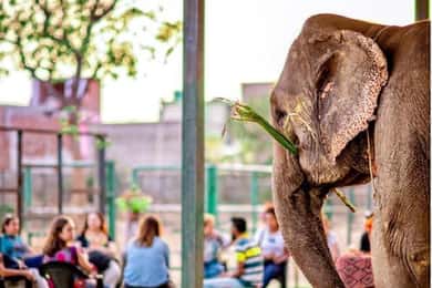 Jaipur: Sightseeing+Walking +Food + Elephant Activities Tour