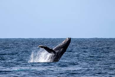 Delfini e balene, Tour privato di snorkeling