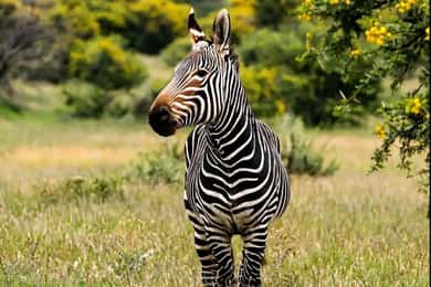 Port Elizabeth : Full-Day Addo Elephant Park Wildlife Tour