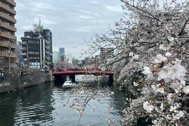 横浜・みなとみらい桜ボートツアー