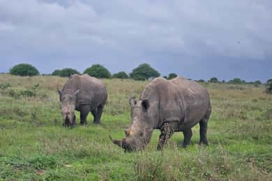 Nairobi: Parco Nazionale, Orfanotrofio degli Elefanti e Centro delle Giraffe