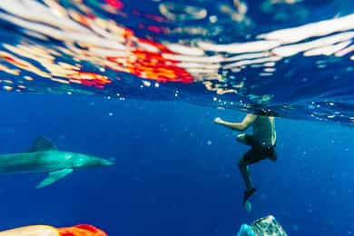 Oahu: North Shore Cageless Shark Snorkeling Tour