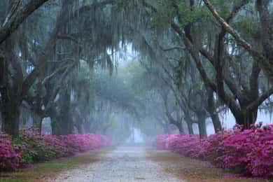 Savannah: Bonaventure Cemetery Tour