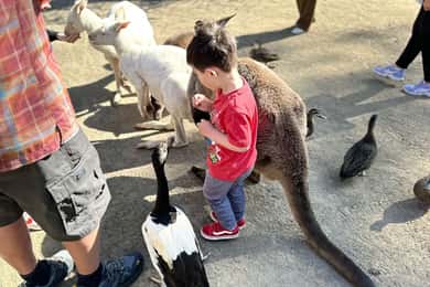 From Adelaide: Cuddle a Koala and Historic Hahndorf Tour