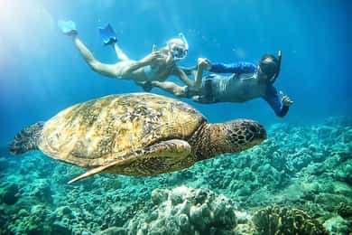 Maui: Turtle Town Snorkeling Tour with a Marine Biologist