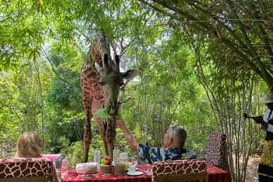 DIANI: SHARE A MEAL WITH GIRAFFES