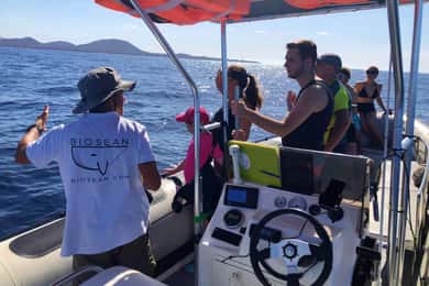 Tenerife: Whale Watching Boat Tour with a Marine Biologist