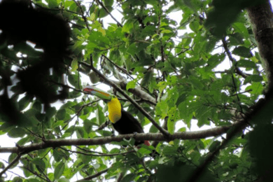 San Cristobal : 4 jours d'excursion dans la jungle Lacandone