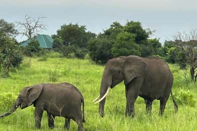 SAFARI DELLA FAUNA SELVATICA 3 GIORNI E 2 NOTTI DA ZANZIBAR A MIKUMI