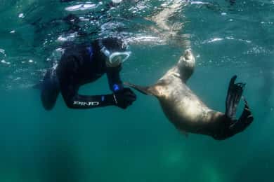 PUERTO MADRYN , SNORKELING WITH SEA LIONS