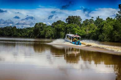 Kinabatangan-elvetur fra Sandakan med lunsj inkludert