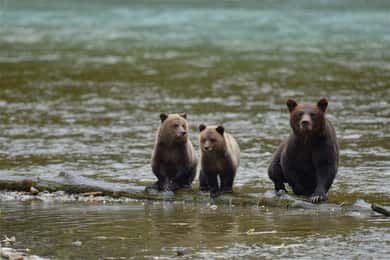 Campbell River: Bute Inlet Grizzly-Watching Tour & Boat Ride