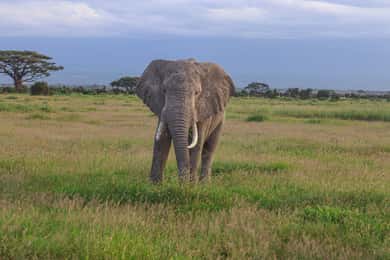 Parco Nazionale Amboseli: Escursione di un giorno da Nairobi in 4X4