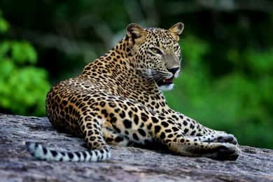 Yala National Park: Safari Experience at Dawn or Dusk