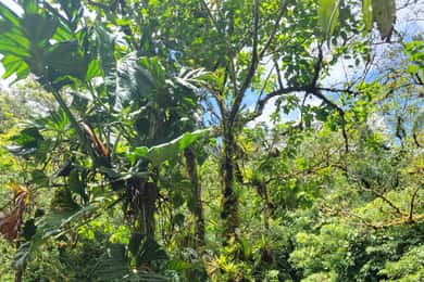 Costa Rica: Tenorio National Park and Sloth Sanctuary Tour