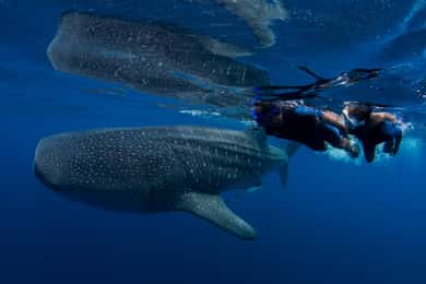 Cancún : Nagez avec les requins baleines près de l'île Holbox et déjeuner inclus