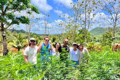 Jamaica: Visita a uma quinta de cannabis com almoço e transferes