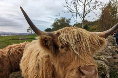 Private Tour von Loch Ness, Pitlochry, Glencoe und den Highlands