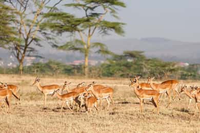 Overnight To Tsavo East from Mombasa/Diani