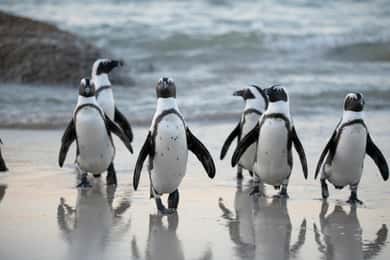 Cape Town: Private Tour with Customizable Itinerary