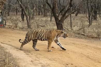 Desde Delhi: Safari de 4 días al Triángulo de Oro y al Tigre de Ranthambore