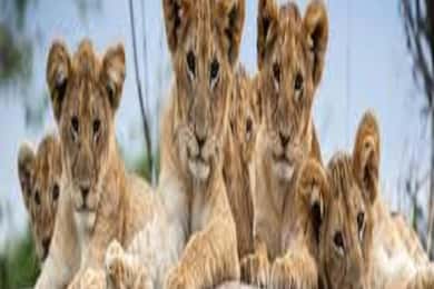 Arusha/Moshi: Tarangire, Serengeti, & Ngorongoro 4-Day Tour