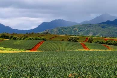 Oahu: North Shore Dole Pineapple Farm Tour