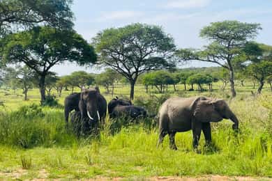 Uganda: 1-Day Murchison Falls Safari including Boat Cruise