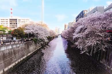 Guía autorizada Visita a pie a los Cerezos en Flor de Tokio Meguro