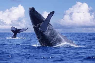 Samana, Ballenas, Cayo Levantado, Horseback Riding