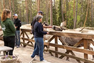 Helsinki: Buggy Ride, Reindeer Farm Visit, and Picnic