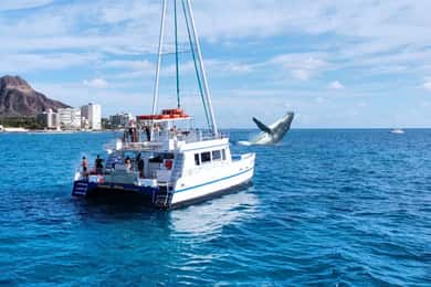 Oahu: Waikiki Whale Watching Cruise