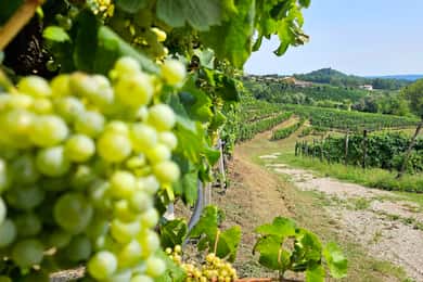 Z Wenecji: Całodniowa wycieczka po Prosecco z degustacją wina i lunchem