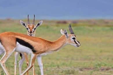 Nairobi: 2-Day Amboseli National Park Safari