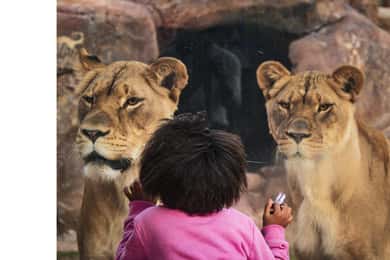 Phoenix Zoo One Day General Admission Ticket