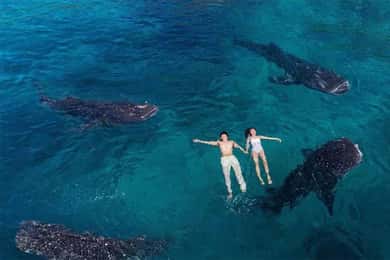 Cebu: excursão aos tubarões-baleia de Oslob, às Cataratas de Tumalog e ao Pico Osmeña