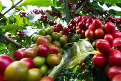 Nairobi: Fairview Coffee Estate Guided Tour with Tasting