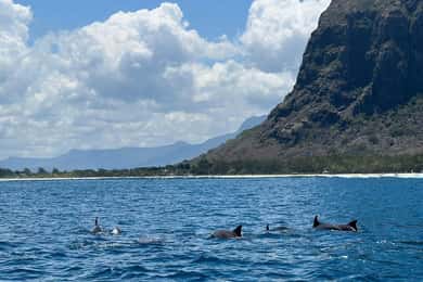 Soluppgång, delfinsafari och simning, snorkling och Crystal Rock