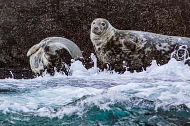 Wild Atlantic Way: Wildlife Eco Cruise