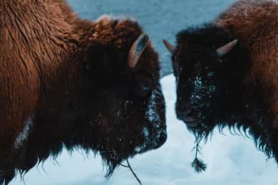 Excursão de 5 dias pela vida selvagem de Yellowstone no inverno
