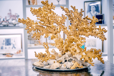Guided tour of the coral museum in Sciacca