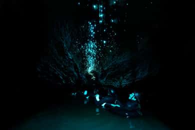 The Waitomo Experience : Okohua Glowworm Cave Tour