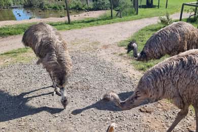 Phillip Island: Private Tour with Penguin Parade