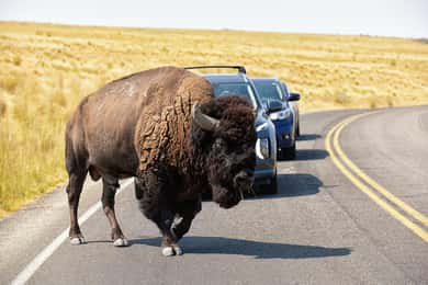Antelope Island – Wildlife Expedition to the Great Salt Lake