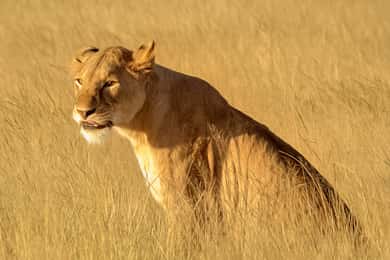 От Занзибар: еднодневно сафари в Саадани с полет и трансфер