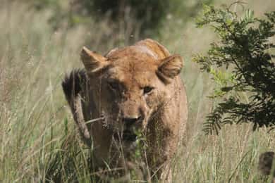 Kruger National Park Full-Day Safari